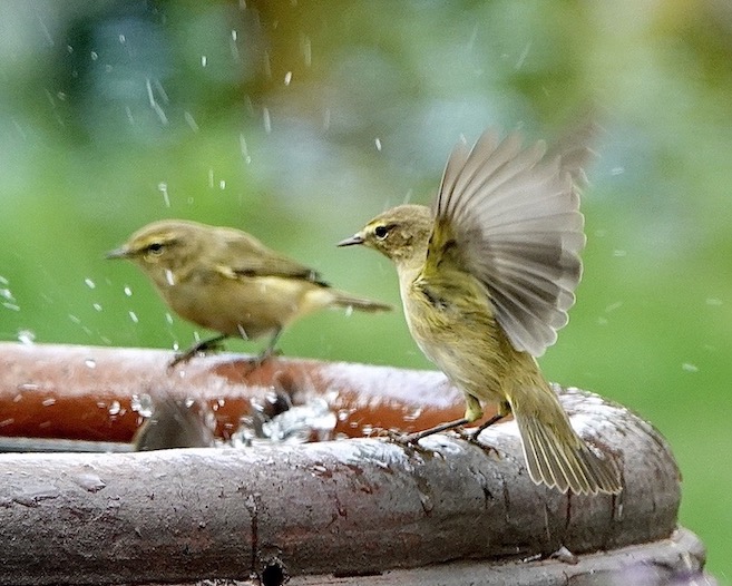 chiffchaff